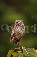 On a small tree, an Adult Burrowing owl Athene cunicularia perch
