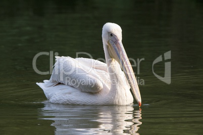 Weißer Pelikan im See