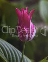one pink tulip with green leaves