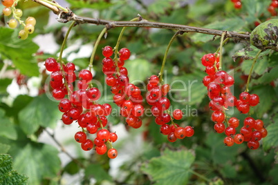 rote Johannisbeeren