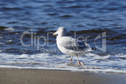 Möwe am Strand