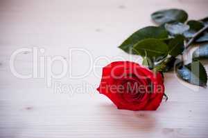 Red rose on a table