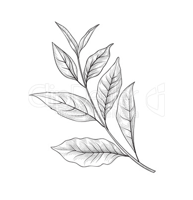 Green tea branch. Tea leaves sketch hand drawn herb plant
