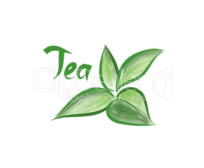 Green tea tree branch herb label with lettering TEA. Tea leaves