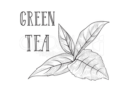 Tea leaves herb label with lettering GREEN TEA.