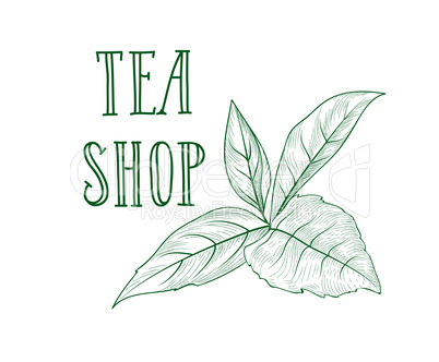 Green tea tree branch herb label. Lettering TEA SHOP, leaves
