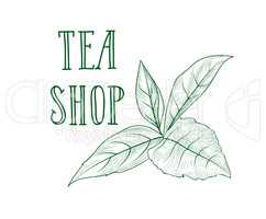 Green tea tree branch herb label. Lettering TEA SHOP, leaves