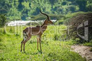 Male impala standing in profile beside river
