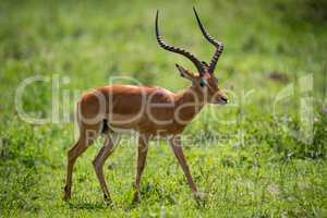Male impala standing staring with head down