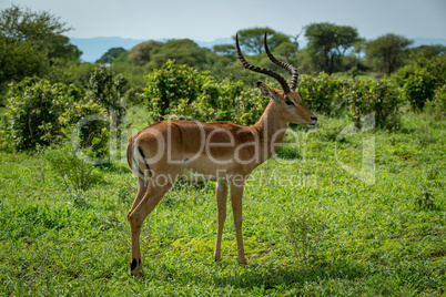 Male impala stands in profile in grassland