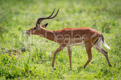 Male impala stretches head forward while walking