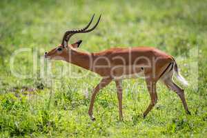 Male impala stretches head forward while walking