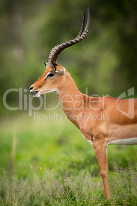 Male impala with mouth open in close-up