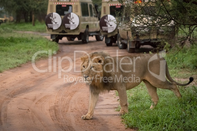 Male lion crosses dirt road past jeeps