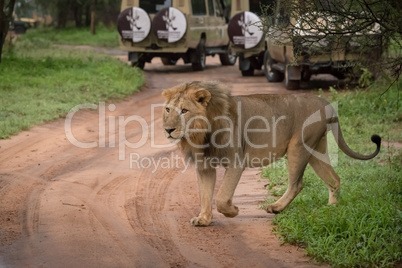 Male lion crosses dirt track past jeeps