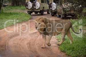 Male lion crosses dirt track past jeeps