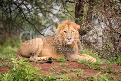 Male lion lying facing camera in woods