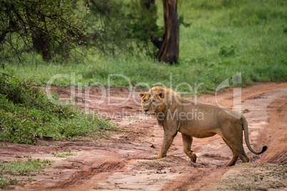 Male lion crossing muddy road towards bushes