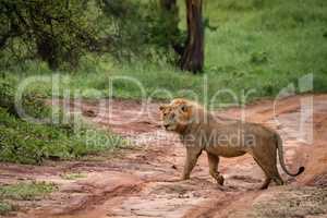 Male lion crossing muddy road towards bushes