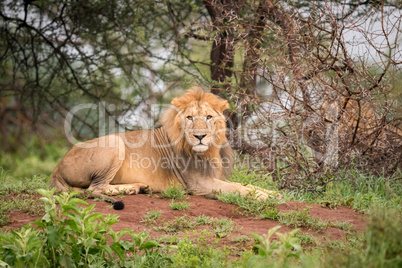 Male lion lying facing camera on bank