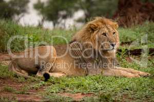 Male lion lying in clearing beside trees