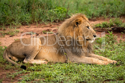 Male lion lying in clearing stares ahead