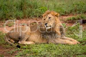Male lion lying in clearing twists head