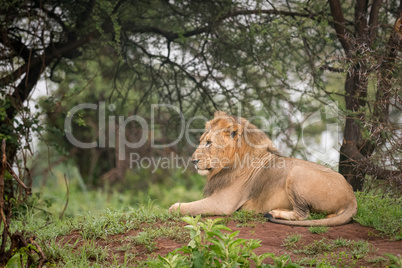 Male lion lying in woods in profile