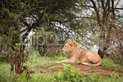Male lion lying in woods on bank