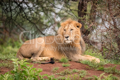 Male lion lying in woods turning head