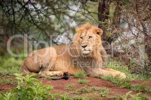 Male lion lying in woods turning head