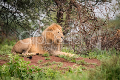Male lion lying on bank in woods