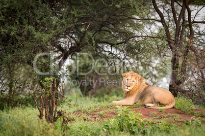 Male lion lying on mound facing camera