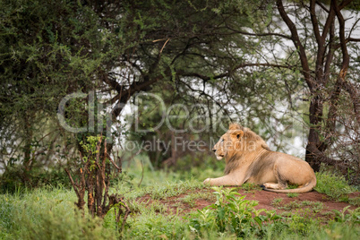 Male lion lying on mound in profile