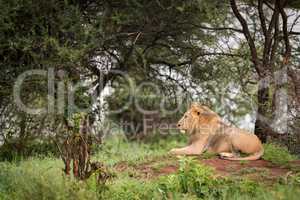 Male lion lying on mound in profile