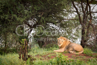 Male lion lying on mound in trees