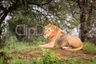 Male lion lying on mound in woods
