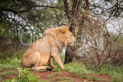 Male lion sitting in woods in profile