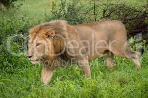 Male lion passes bushes in tall grass