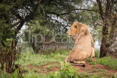 Male lion sitting in woods on bank