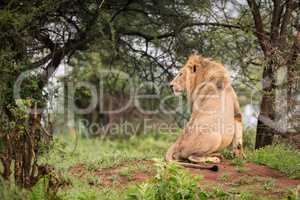 Male lion sitting in woods on bank