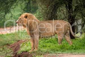 Male lion standing beside road in profile