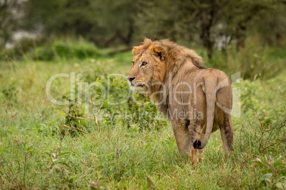 Male lion stands in clearing turning head