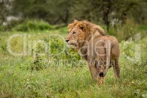 Male lion stands in clearing turning head
