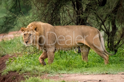 Male lion walks through trees towards road