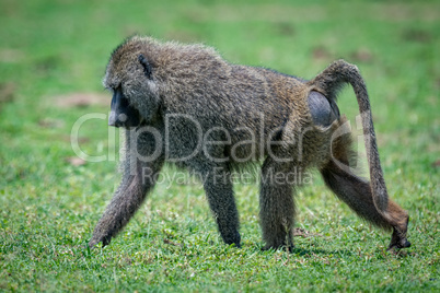 Male olive baboon crosses grassland in sunshine