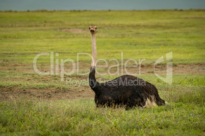 Male ostrich lies on grass facing camera