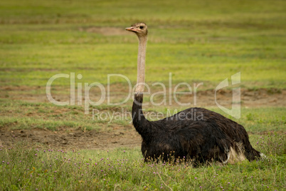 Male ostrich lying on grass facing ahead
