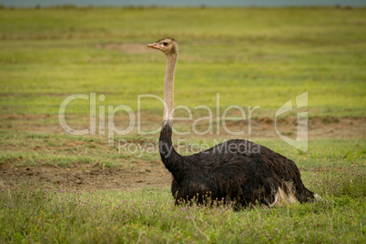 Male ostrich lying on grass looks ahead