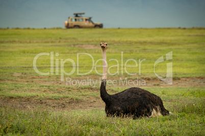 Male ostrich on grass with jeep behind